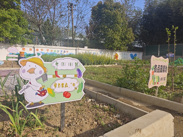 劳动教育实践园地一角